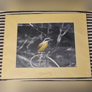 NEW Professional Photography - Texas Wild Bird Photo